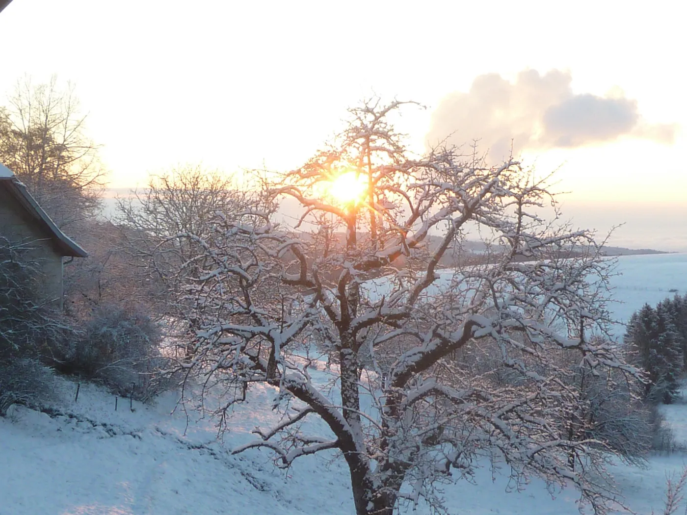 Verschneiter Baum im Gegenlicht